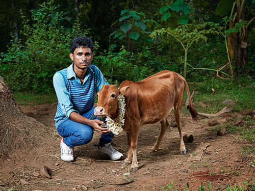 kerala cow breeds