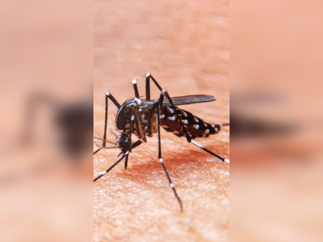 7 super effective ways to keep mosquitoes away