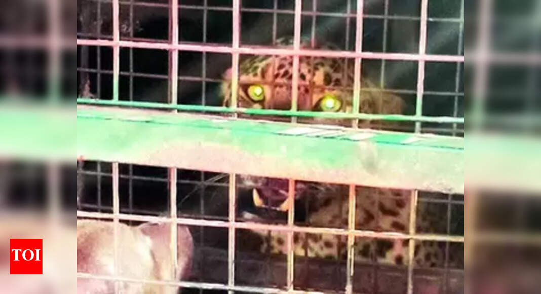 Leopard: Male Leopard On Prowl Captured Near Erode | - Vimarsana News