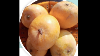 Sonpari ushering sweet change in kesar mango hub