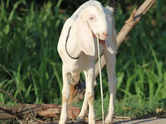 Indian goat breeds and their unique characteristics
