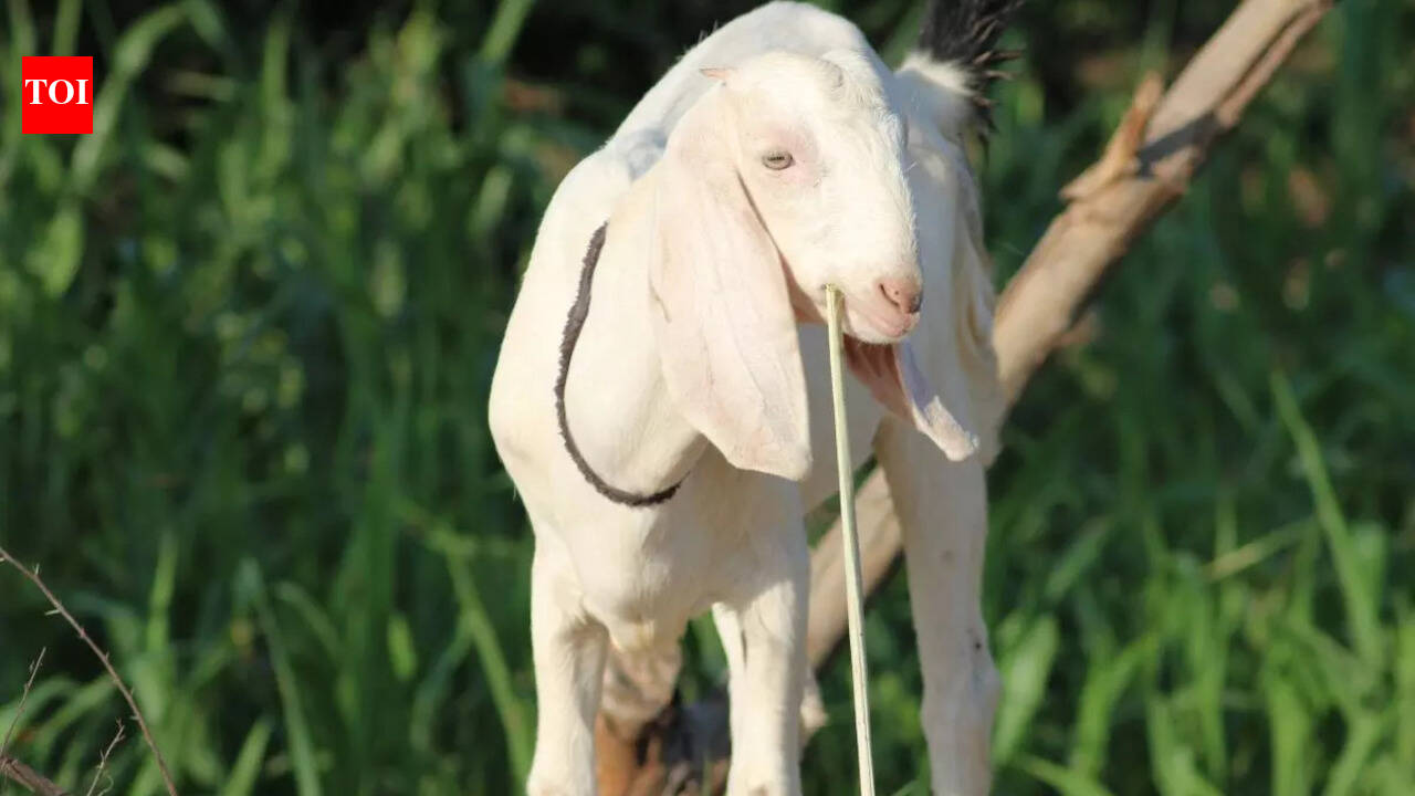 Indian goat breeds and their unique characteristics