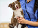 World Veterinary Day 2024: How regular vet visits can help pets live longer