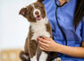 How regular vet visits can help pets live longer