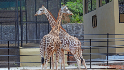 Vizag Zoo acquires new pair of giraffes