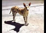 Dog in tiger's clothing sends Puducherry residents into tizzy