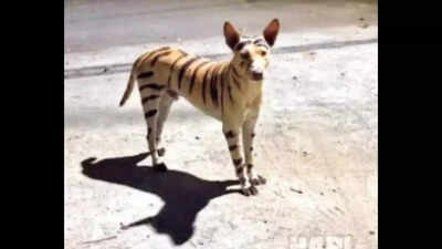 Dog in tiger's clothing sends Puducherry residents into tizzy
