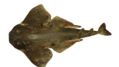 Lost species of Chilean angel shark resurfaces after more than a century