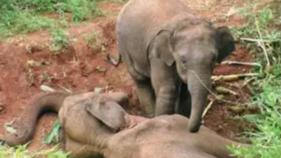 Wild elephant electrocuted on private agricultural land in Kerala