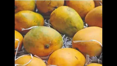 ‘Low mango produce due to climate change, pests’