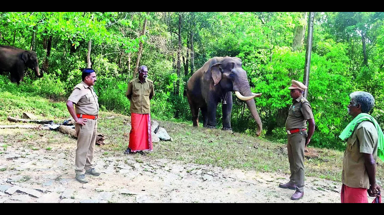Elephants: Water Scarcity: 26 Captive Elephants From Kozhikamuthi Camp Shifted To Other Places | Coimbatore News