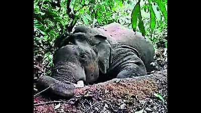 Elephant dies, electrocution suspected