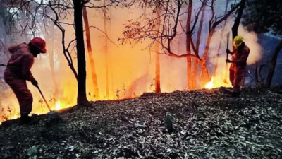 No rain respite in sight as wildfires continue to rage in Kumaon forests