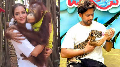 Nussrat hugs an orangutan in a Thailand zoo; Yash Dasgupta feeds a tiger cub