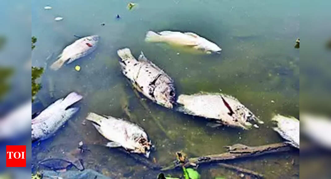 Fish Deaths: Fish deaths reported in Kukkarahalli Lake | Mysuru News - Vimarsana News