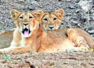 Lions make Gujarat's Jamnagar their new territory