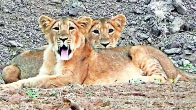 Lions make Gujarat's Jamnagar their new territory