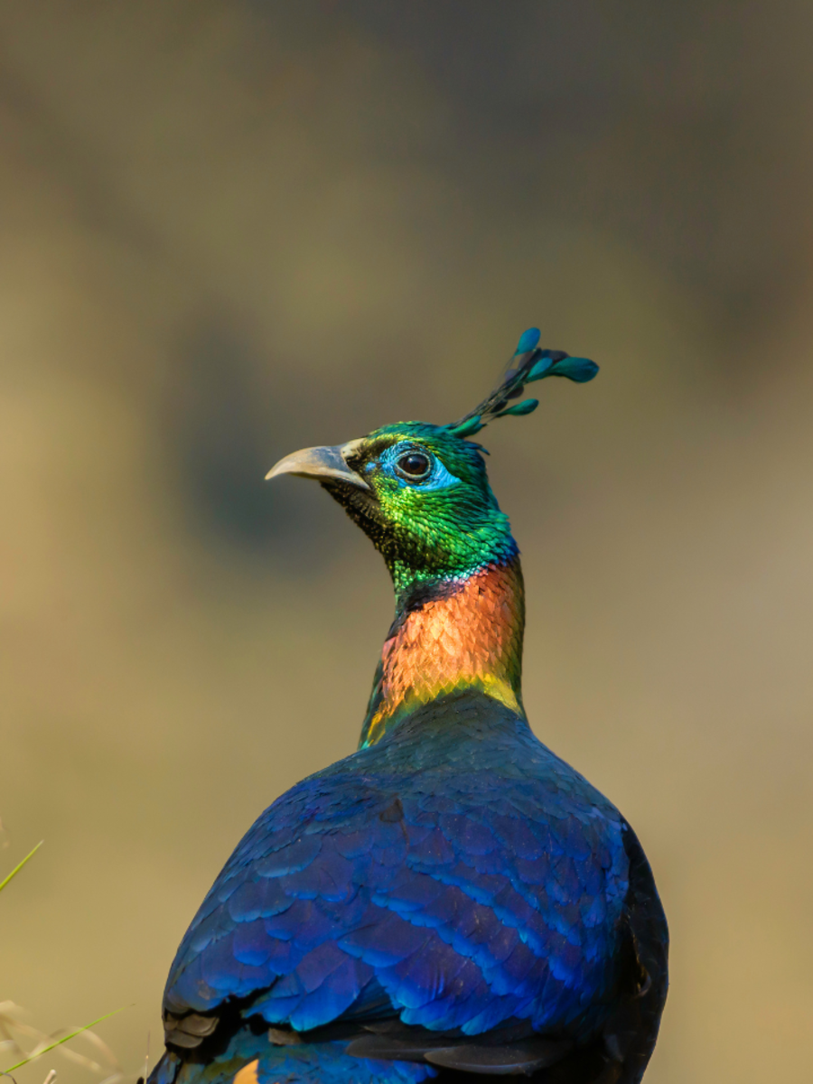 9 most beautiful Indian birds that can be spotted easily | Times of India