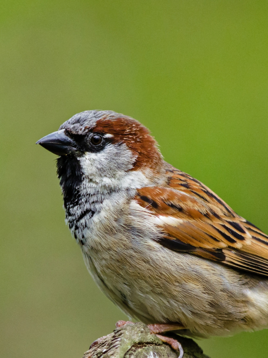 Tips To Attract Sparrows To Your Balcony | Times Now