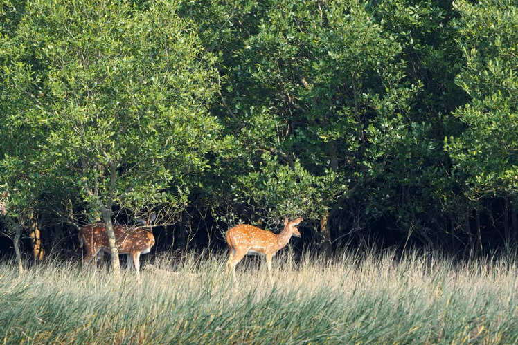 Sundarbans National Park, West Bengal