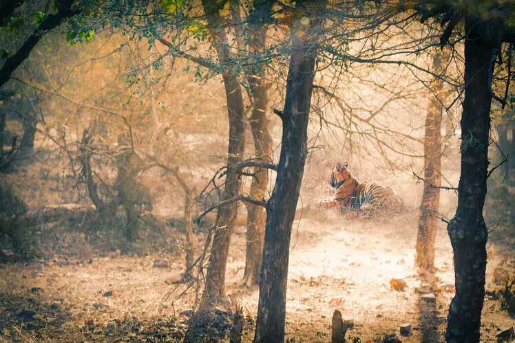 Ranthambore National Park, Rajasthan