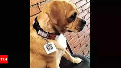 Delhi dogs receive QR-Based 'Aadhaar Cards': Here's what you need to know