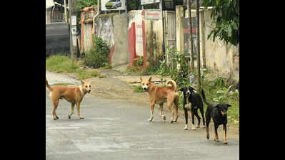 Stray Dog Vaccination: Opposition Alleges Official Apathy on Stray Dog ...