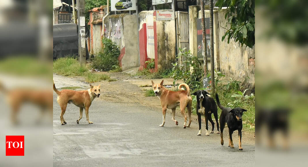 Stray Dog Vaccination Opposition Alleges Official Apathy on Stray Dog