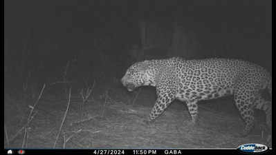 Leopard on the loose: RGIA gets more cages