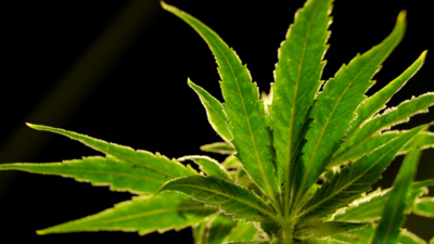 Report: US drug regulator to reclassify marijuana as a less dangerous drug