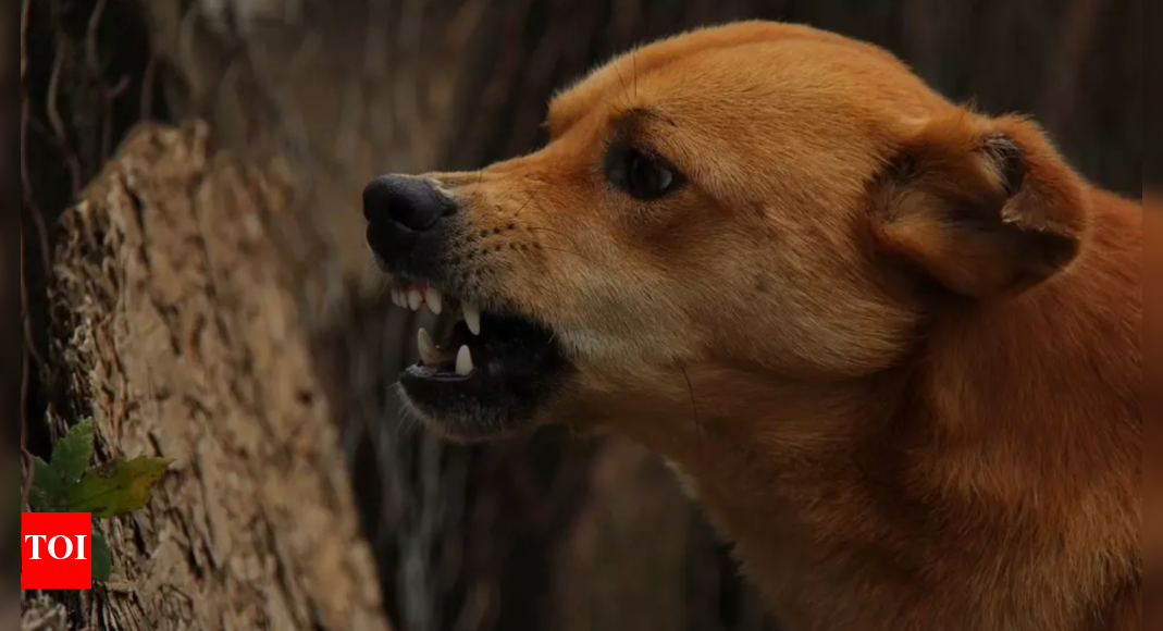 4-year-old undergoes 3-hour surgery as neighbour's dog attacks in Dehradun