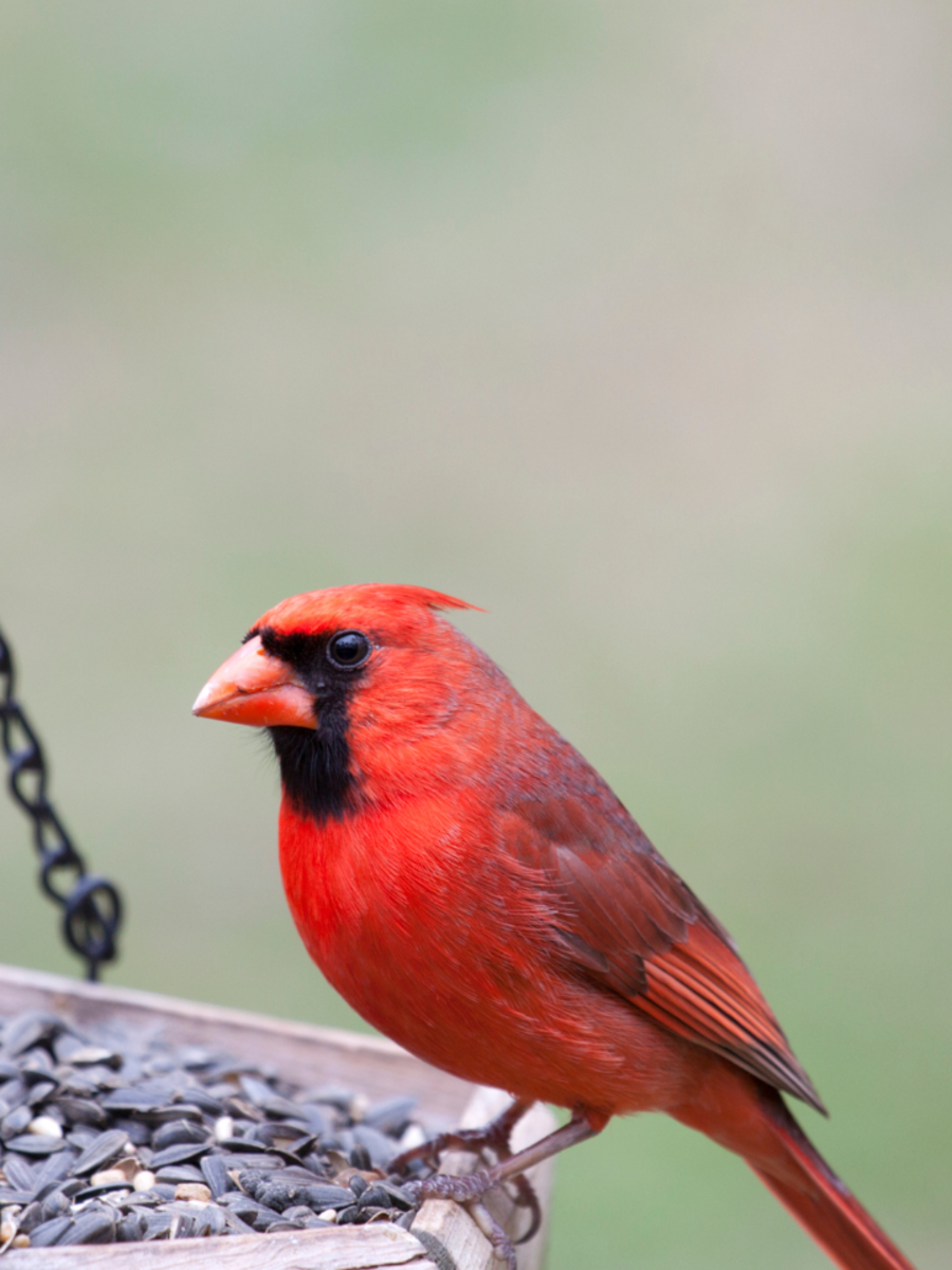 Tips For Feeding Birds From Your Balcony 