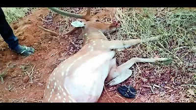 Spotted deer found dead near Uppliyapuram