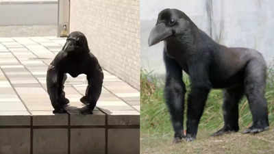 Is the buzz about Gorilla Crow real?