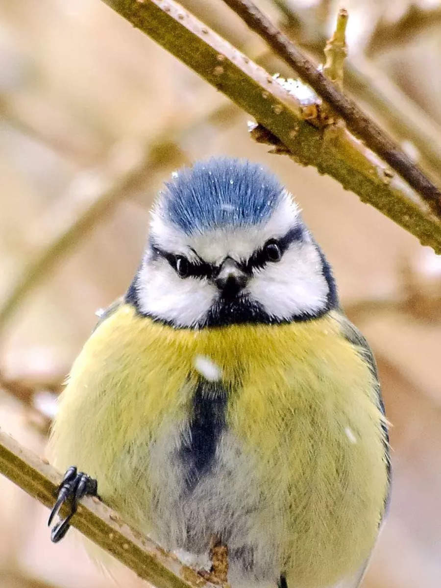 10 smallest birds across the world | Times of India