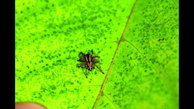 Jumping spiders’ 2 new species found in Solapur & Dharashiv
