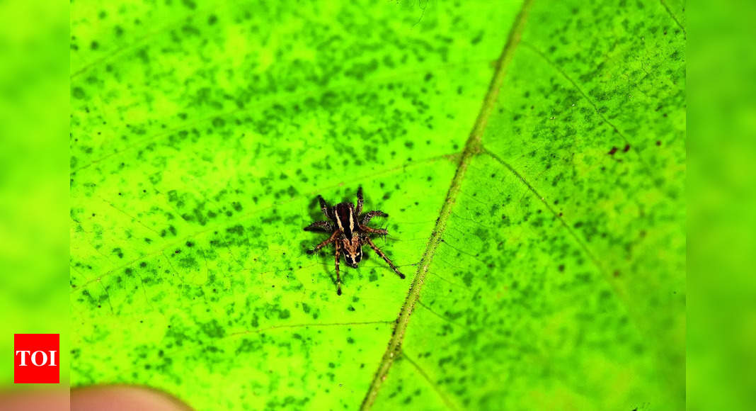 Jumping Spiders: New Species of Jumping Spiders Discovered in Solapur ...