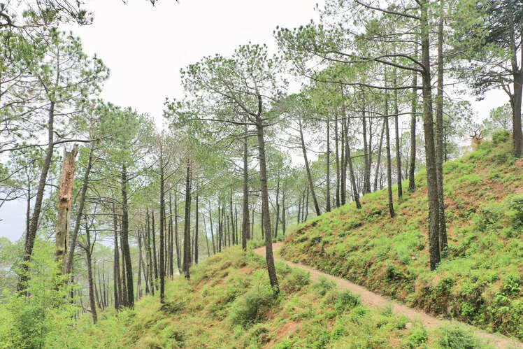 Kasauli