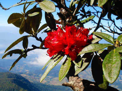 Why the blooming of this flower in Uttarakhand is a cause of concern