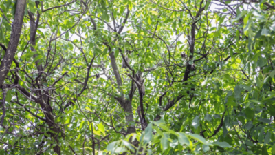 Optical illusion: Only people with sharp eyes can spot owls in this tree