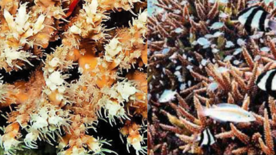 Lakshadweep coral reefs face bleaching threat