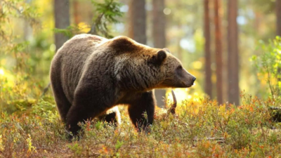 Man or bear - choosing lesser evil: Online debate on viral post sparks concern about women's safety