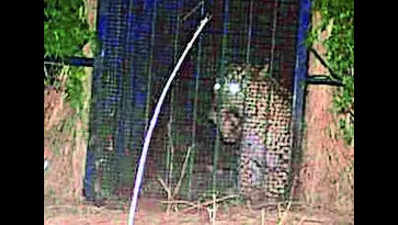 Leopard which entered RGIA premises trapped by foresters