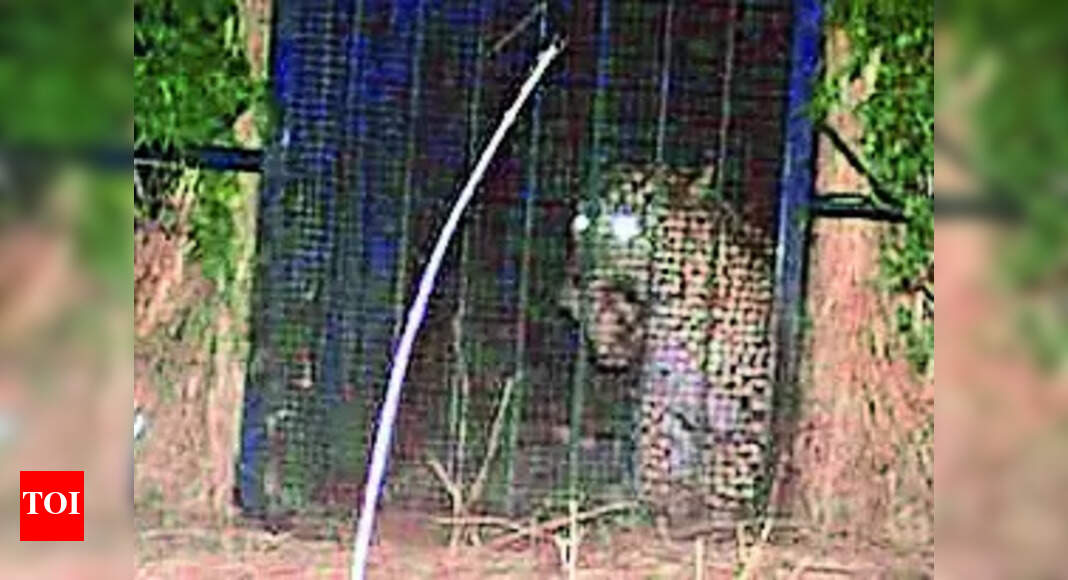 Leopard trapped at RGIA premises by foresters | Hyderabad News - Times ...