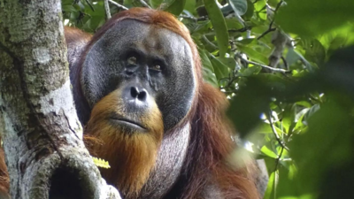 In a first, an orangutan is seen using medicinal plant to treat a wound