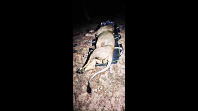 Lion roaming near Diu beaches caged