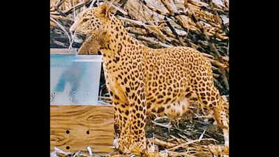 140 leopard cubs reunited with moms in 7 years by Maharashtra forest dept, NGOs