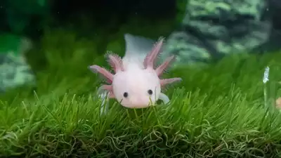 This cute animal can regrow all it's limbs and might be immortal ...