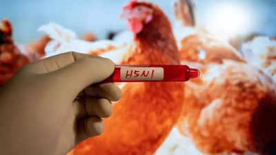 US health officials warn dairy workers of bird flu risk from cows, advise to wear protective gear
