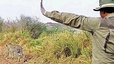 Kuno cheetah reaches Rajasthan's Karauli, captured in time & sent back